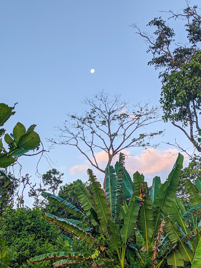 Tortugas de pacuare