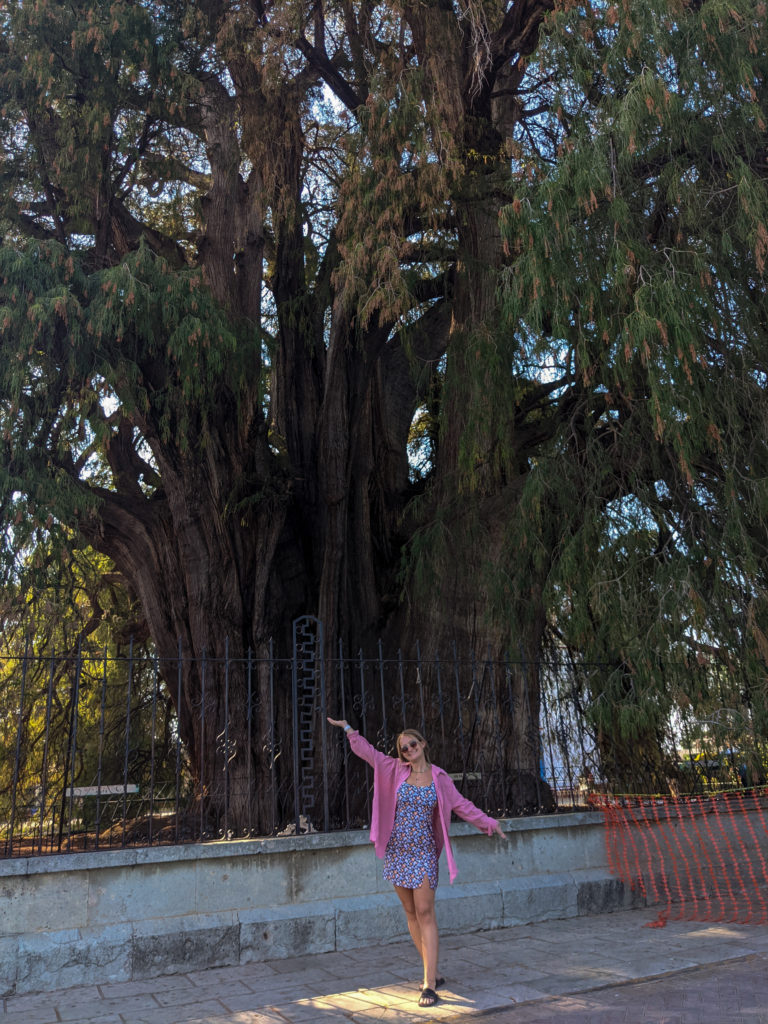 El Tule tree with girl in front