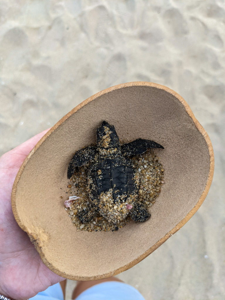 Things to do in Puerto Escondido - baby turtle release